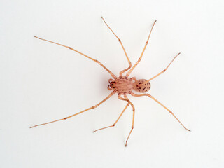 Insolated Spitting Spider. Genus Scytodes.