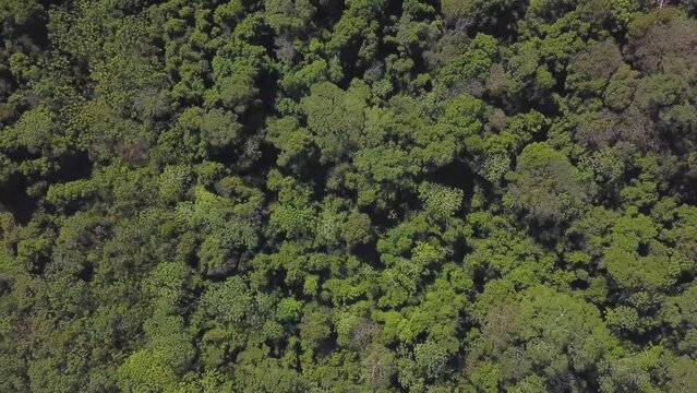 Volando sobre la selva en el Amazonas en América Latina, toma e imagen cenital 