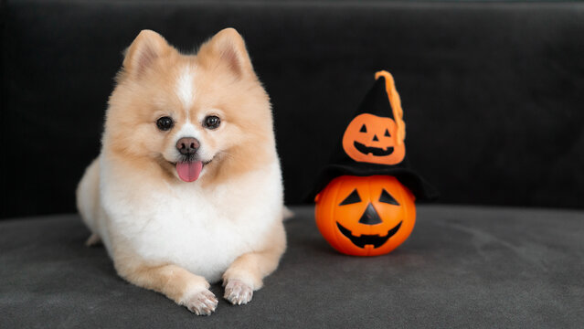 Happy Halloween day and dog concept - Lovely pomeranian dog with halloween pumpkin and witch hat on the dark sofa
