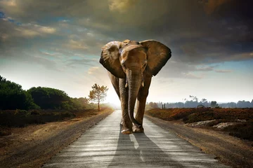 Gartenposter Elefant in freier Wildbahn © l