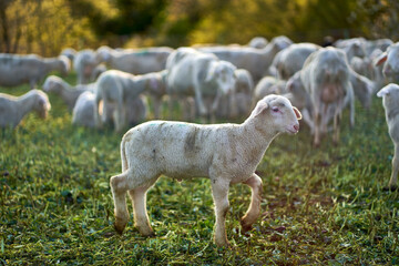 Naklejka premium Young lamb walking on green pasture meadow. Herd of animals in the background. At dawn. Side view.