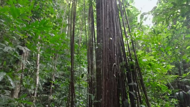 la cath&eacute;drale de lianes