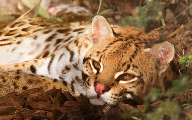 Ocelot