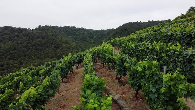 Aerial drone view of high elevation hillside vineyards in Ribeira Sacra region in Galicia. Sil river
