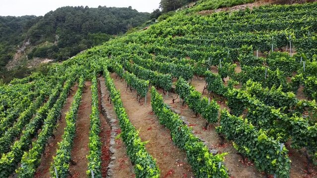 Aerial drone view of high elevation hillside vineyards in Ribeira Sacra region in Galicia. Sil river
