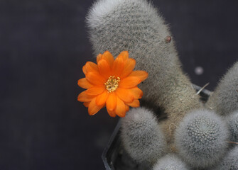 Flor con cactus