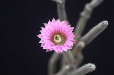 Algo del tallo y flor: Echinocereus poselgueri