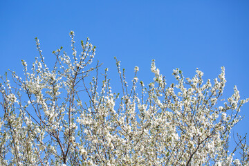 White flowers bloom in the trees. Spring landscape with blooming sakura tree. Beautiful blooming garden on a sunny day. Copy space for text.