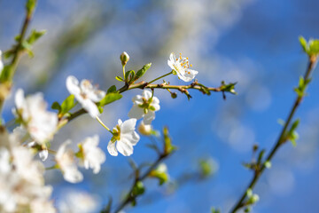 White flowers bloom in the trees. Spring landscape with blooming sakura tree. Beautiful blooming garden on a sunny day. Copy space for text.