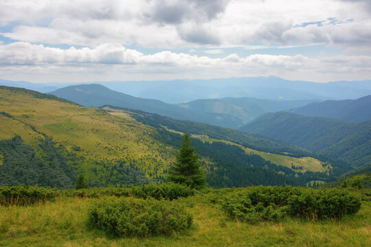carpathian mountain range in summer. landscape with forested hills and grassy meadows rolling down in to the valley. travel ukraine