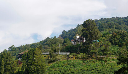 Fototapeta na wymiar Beautiful view of a tea plantation and a houses, Cameron Highlands, Malaysia