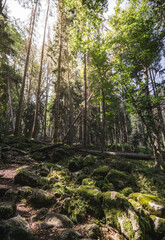 Fabulous sunny green coniferous forest in the mountains with vertical pine trees and moss-covered stones, sunny summer day