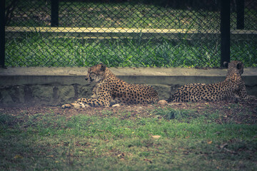 leopard in the grass