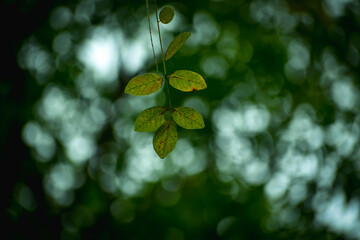 green leaf with drops