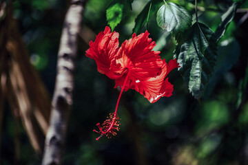 Hibiscus in the garden