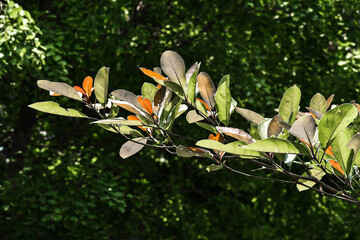 leaves in the garden
