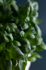 basil leaves