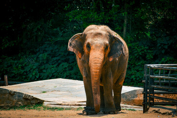 elephant in zoo