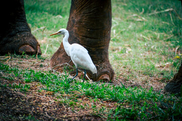 white heron under elephant foot