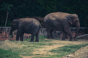 elephants in the zoo