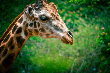 close up of a giraffe
