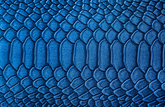 Beautiful blue bright snake or crocodile skin, reptile skin texture, multicolored close-up as a background.