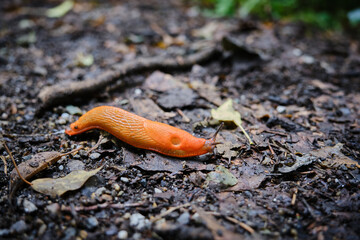 Close up of the red slug, Arion rufus. Also known as large red slug, chocolate arion and European red slug. The Netherlands, Limburg, August 2021