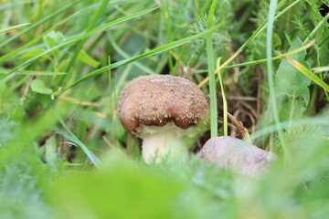 honey fungus mushrooms in the forest on a background of green grass