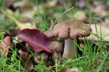 honey fungus mushrooms in the forest on a background of green grass