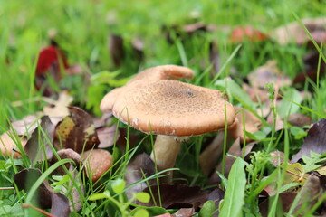 honey fungus mushrooms in the forest on a background of green grass