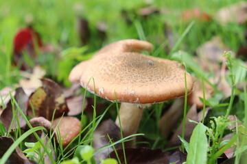 honey fungus mushrooms in the forest on a background of green grass