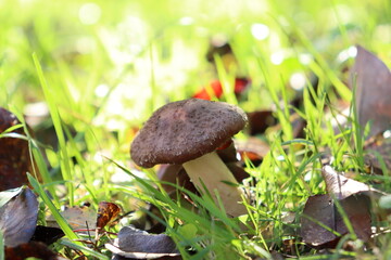 honey fungus mushrooms in the forest on a background of green grass