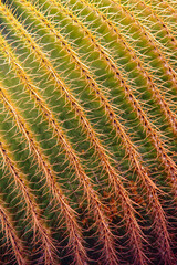 cactus close up