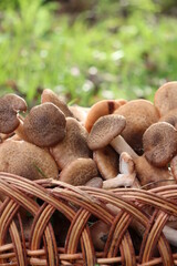 honey fungus mushrooms in the forest on a background of green grass