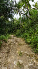Fototapeta premium the start of the hiking trail Sendero Franklin to the waterfall Salto El Limon in the province of the Samana Peninsula in the Dominican Republic in the month of January 2022