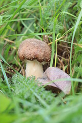 honey fungus mushrooms in the forest on a background of green grass