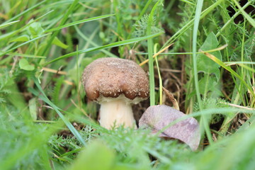 honey fungus mushrooms in the forest on a background of green grass