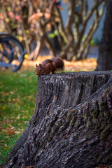Brown squirrel on tree stump in park setting in Lund Sweden during autumn