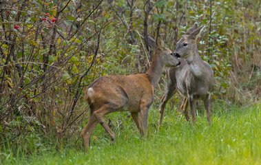 Gehe beschnuppern sich