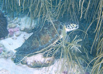 Green Sea Turtle resting on the reef