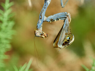 Giant African Mantis. Sphodromantis viridis