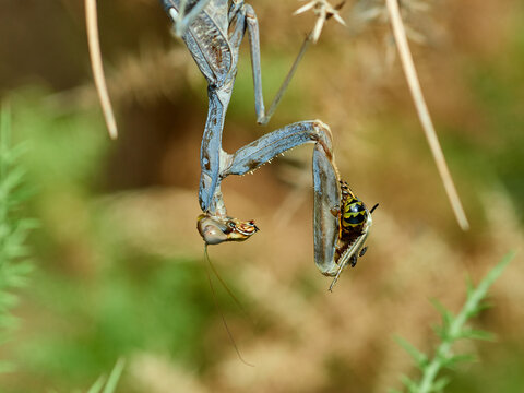 Giant African Mantis. Sphodromantis viridis
