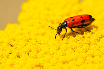 Red beautiful beetle on a yellow flower. The common red soldier beetle Rhagonycha fulva, also misleadingly known as the bloodsucker beetle, is a species of soldier beetle Cantharidae.