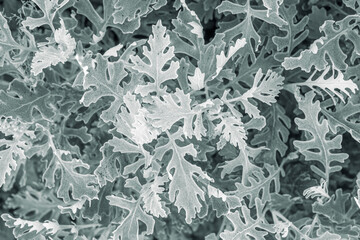 Leaves of an ornamental garden plant Cineraria silvery. Floral foliage background