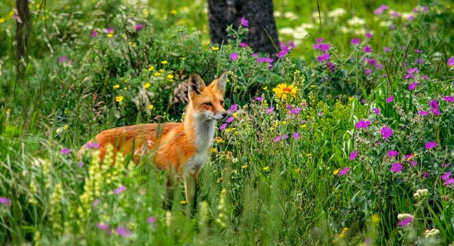 Ginger Fox Surrounded By Meadow Flowers