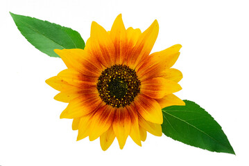 A sunflower in a  vase on a black background.