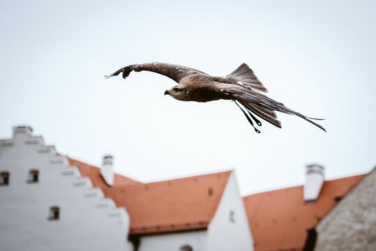 Brown Eagle Flying High In The Sky