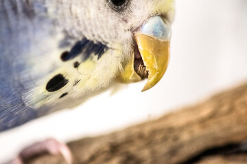 Budgie light blue cuddling and nibbling