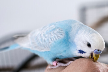 Budgie light blue cuddling and nibbling