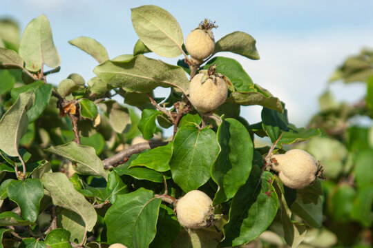 Cydonia oblonga, quince tree Talavera de la Reina, Toledo, Spain,